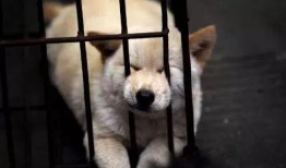 狗狗最新爆料视频下载大全,萌宠瞬间，笑料横生