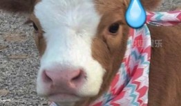 娱乐吃瓜酱动物园,揭秘娱乐圈背后的趣味故事